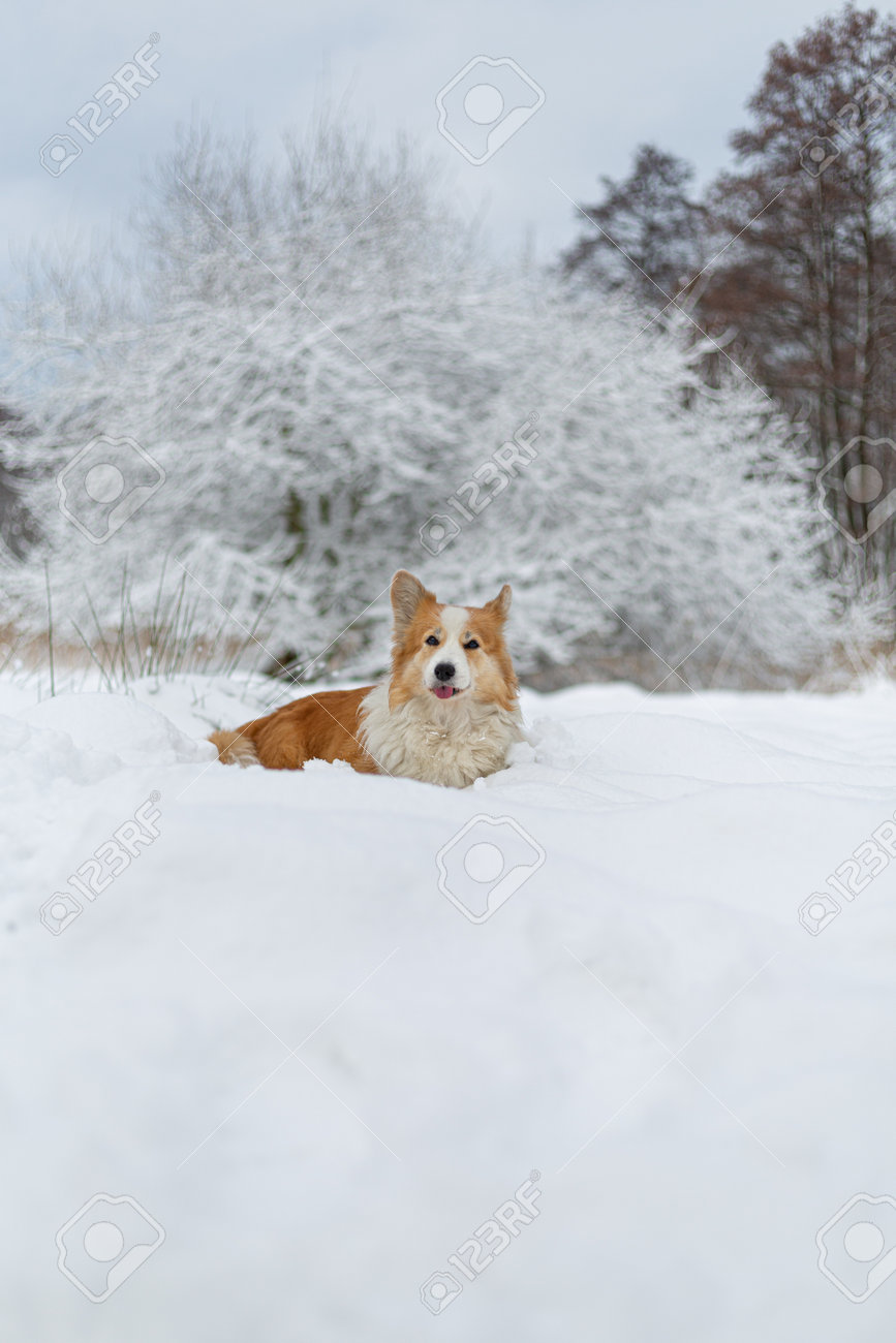 冬の風景にウェルシュコーギーペンブローク犬。雪の中の幸せな犬の写真