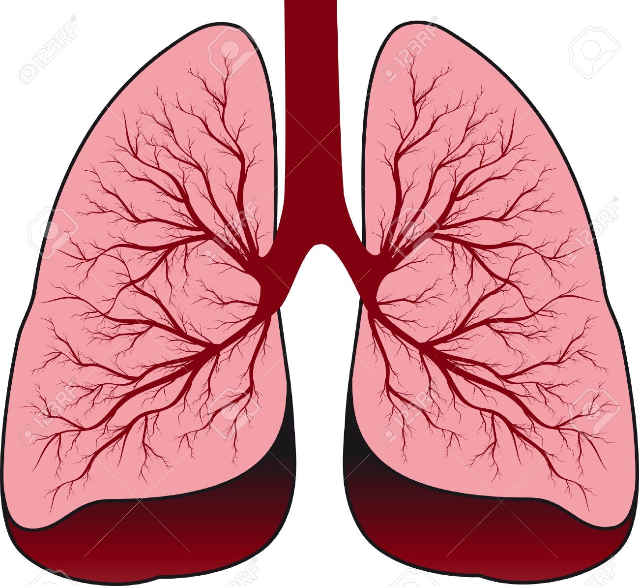 bronchial system human lungs royalty free cliparts vectors and
