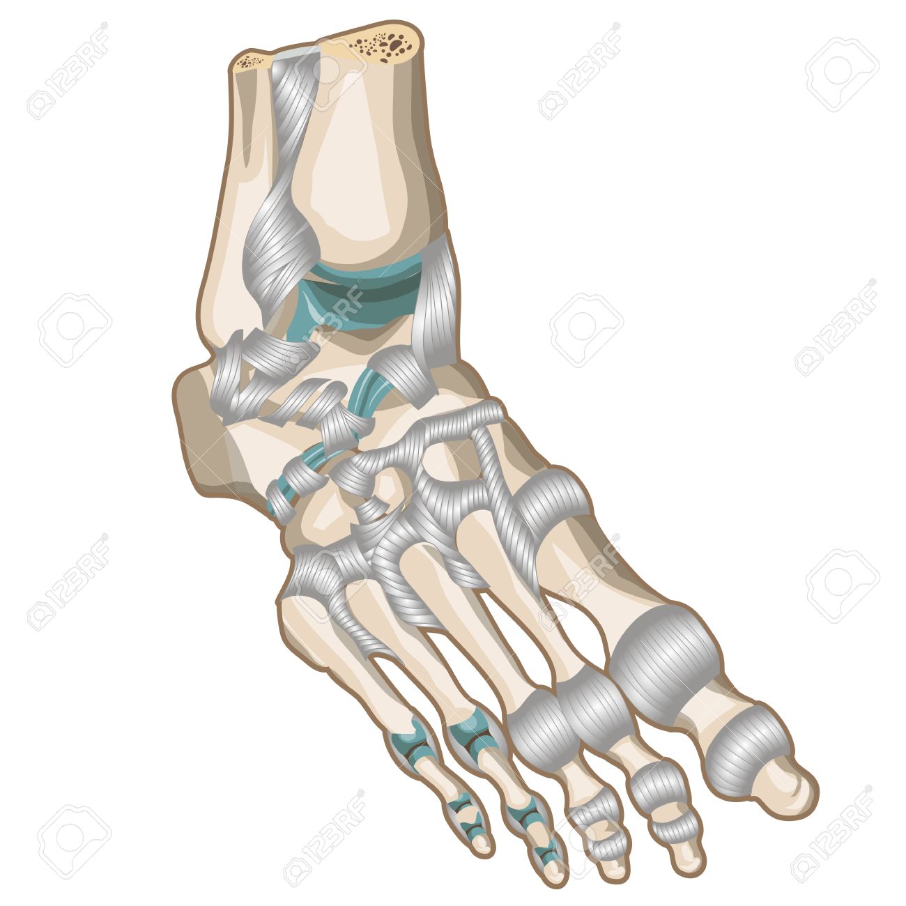 靭帯 足の関節 のイラスト素材 ベクタ Image