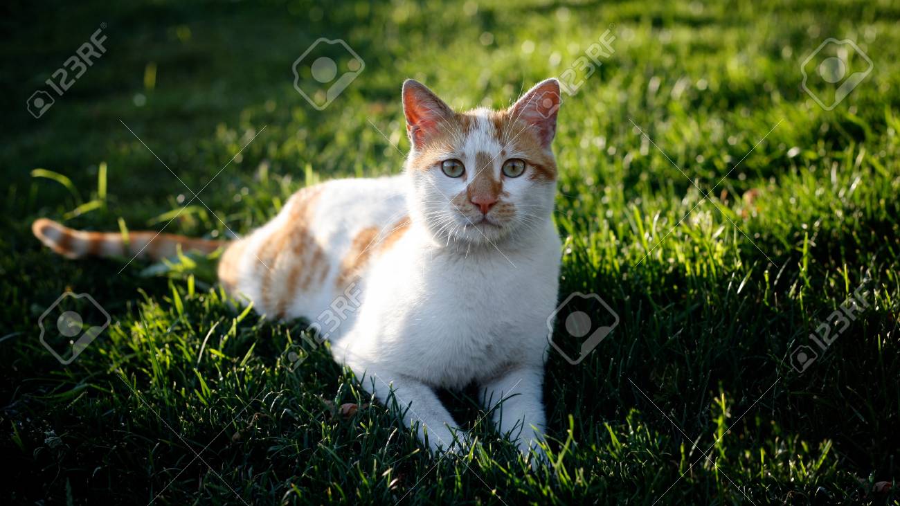 etiam-dictum-ipsum-a-felis