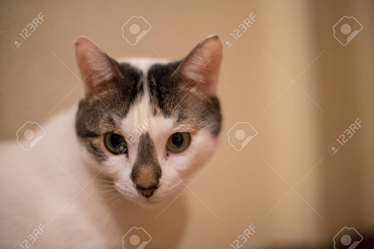 Portrait De Chat Blanc Avec Des Yeux Verts à La Maison