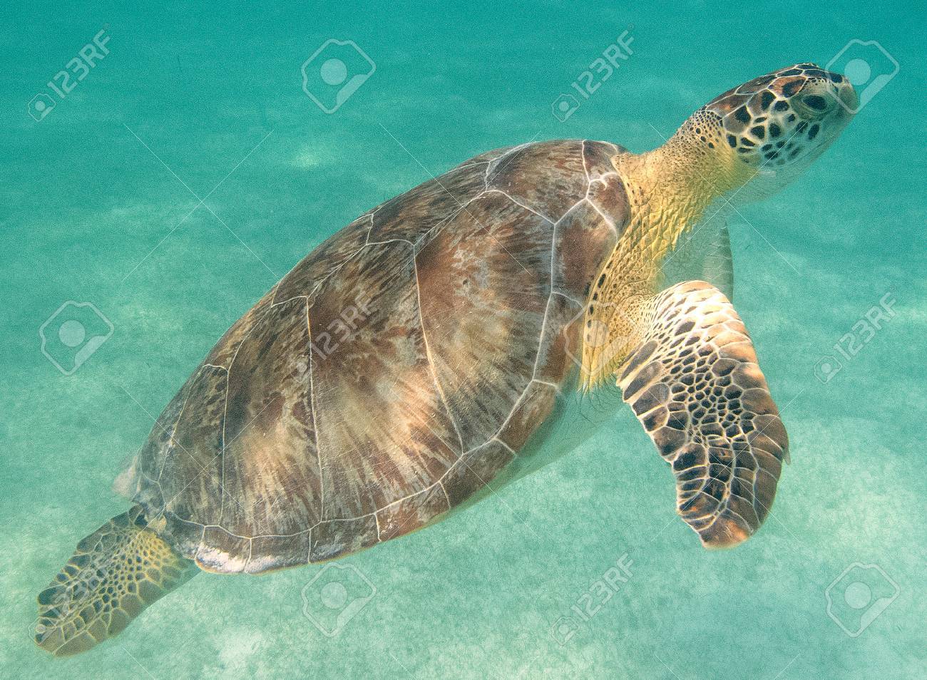 etiam-dictum-ipsum-a-felis