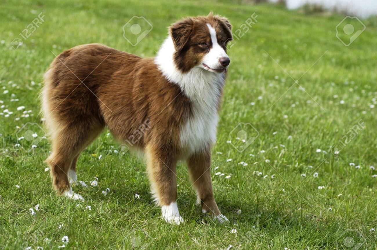 Autralian の庭園の羊飼いの犬 の写真素材 画像素材 Image 1771 Autralian の庭園の羊飼いの犬 の写真素材 画像素材 Image 1771