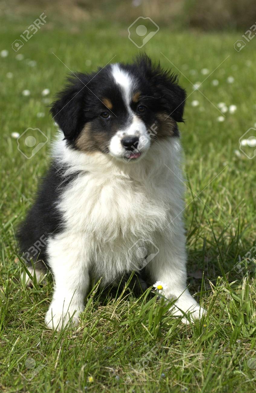 Autralian の庭園の羊飼いの犬 の写真素材 画像素材 Image Autralian の庭園の羊飼いの犬 の写真素材 画像素材 Image