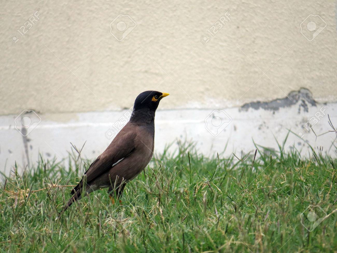 etiam-dictum-ipsum-a-felis