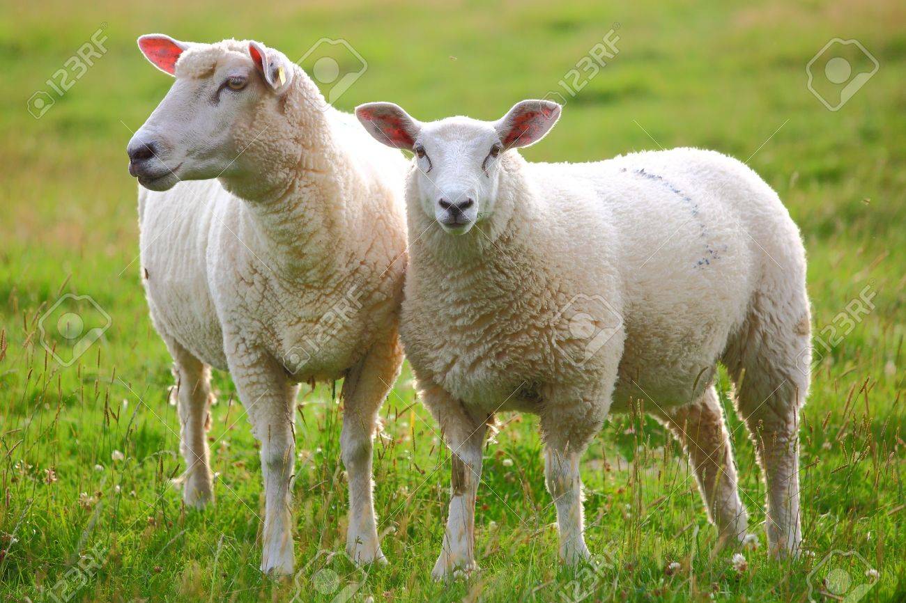 Is It 2 Sheep Or 2 Sheeps?