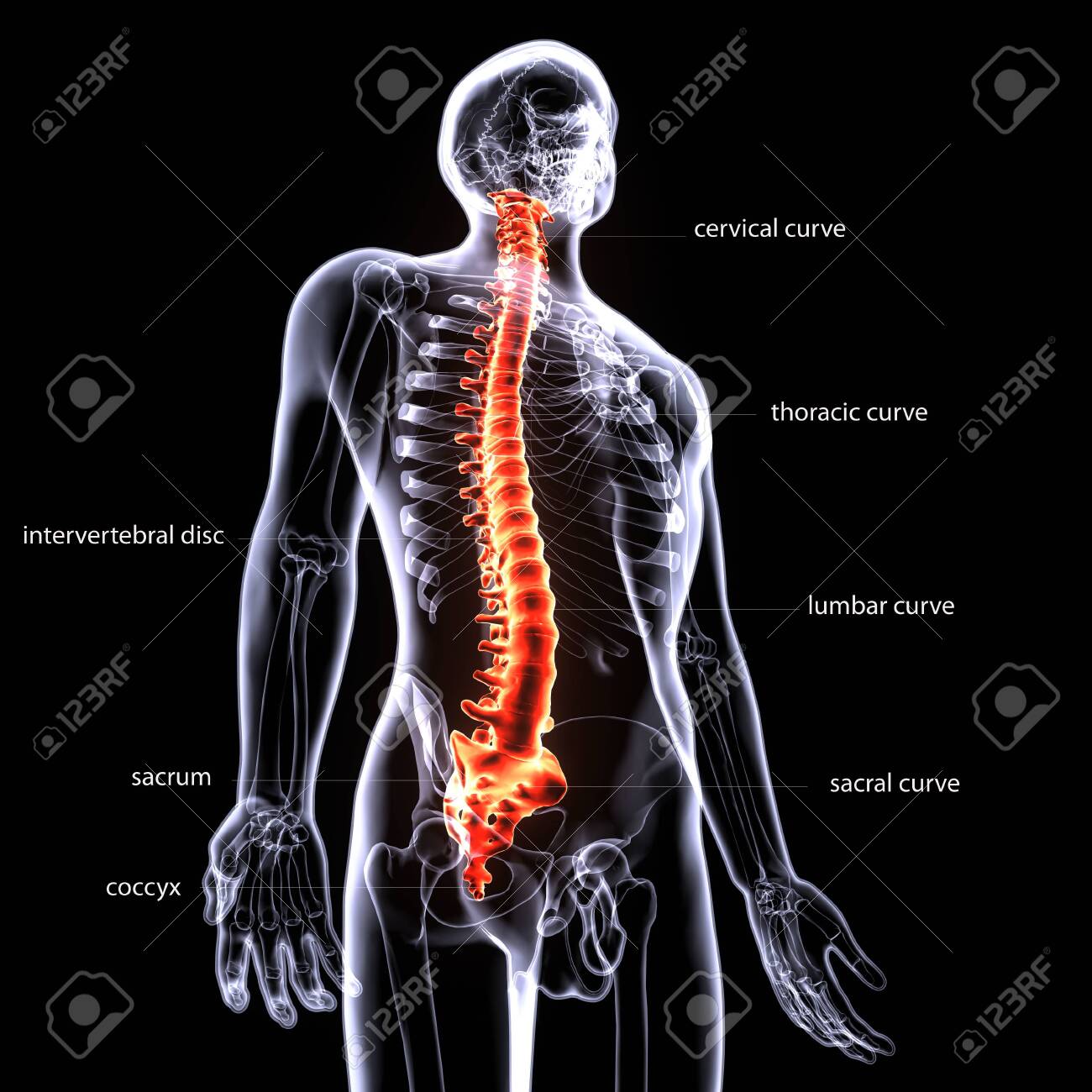 3d Render Of Human Spine Anatomy With Lables Stock Photo Picture And Royalty Free Image Image 147581121