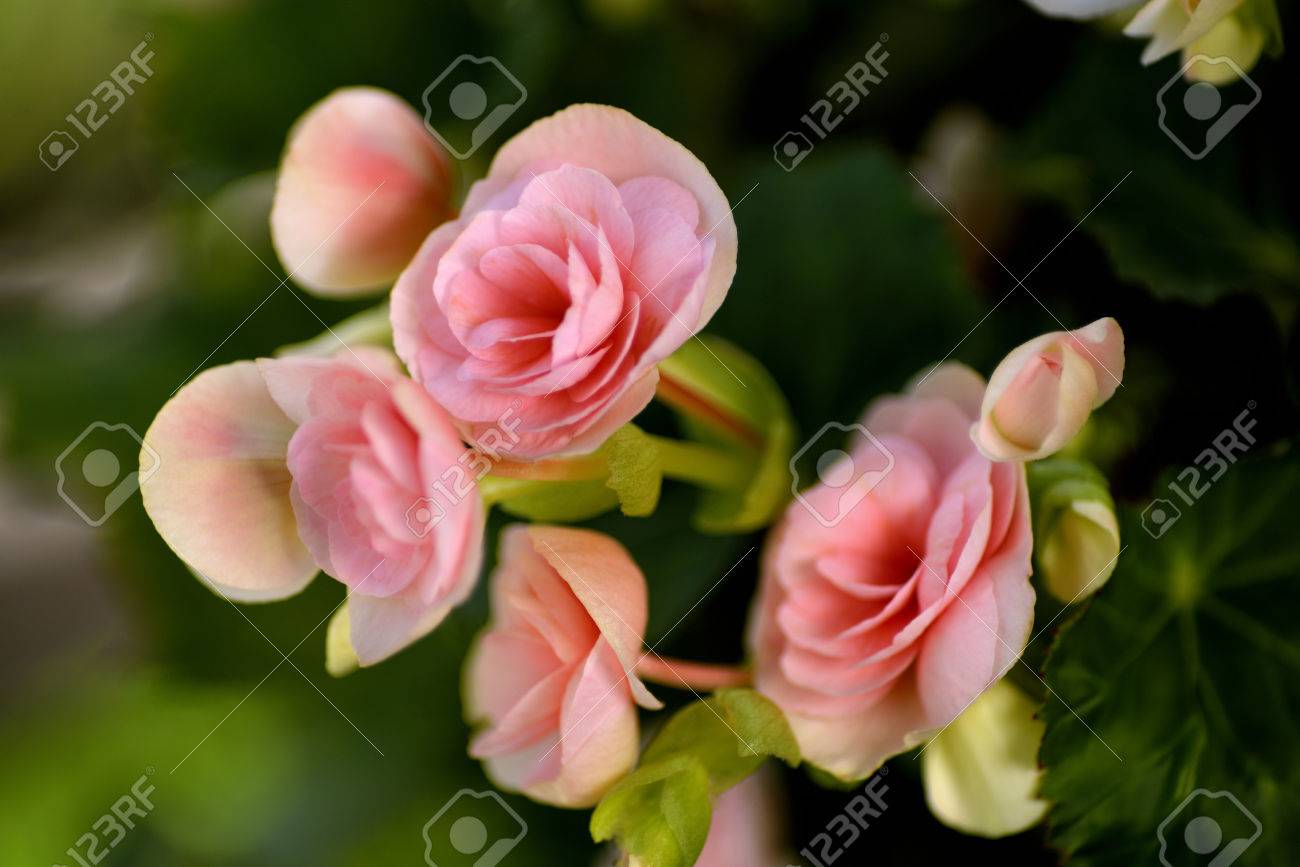 A Beautiful Bouquet Of Pink Begonia Flowers In Sunny Day Stock Photo Picture And Royalty Free Image Image 44239939