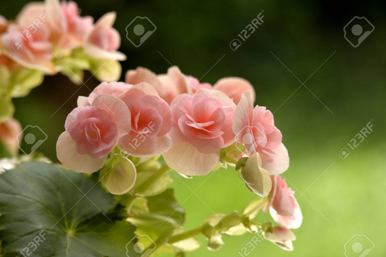 Selective Focusing Of A Beautiful Bouquet Of Pink Begonia Flowers In Sunny Day Stock Photo Picture And Royalty Free Image Image 44874753