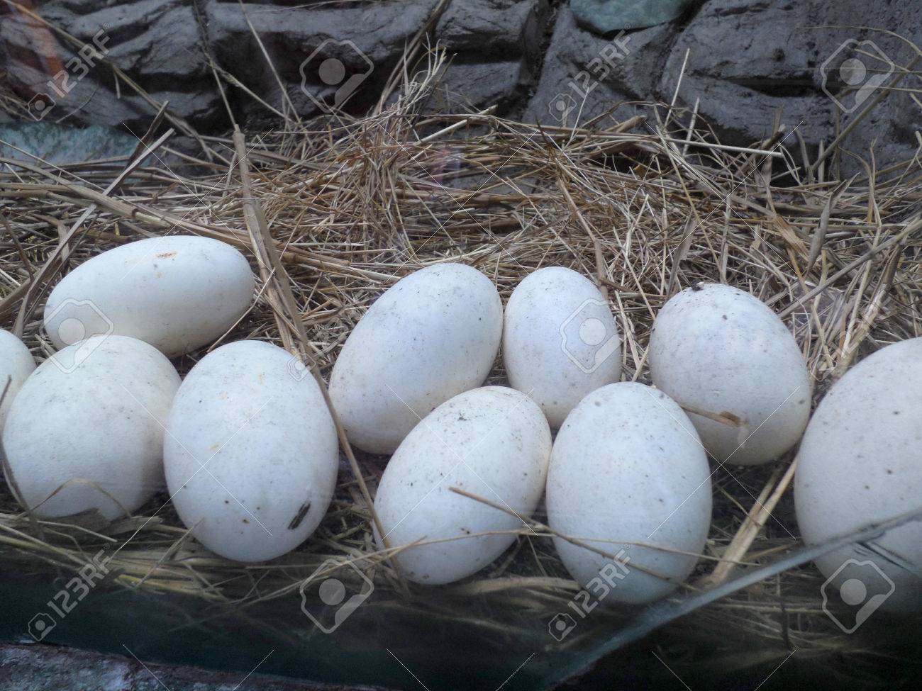 ワニの卵 の写真素材 画像素材 Image