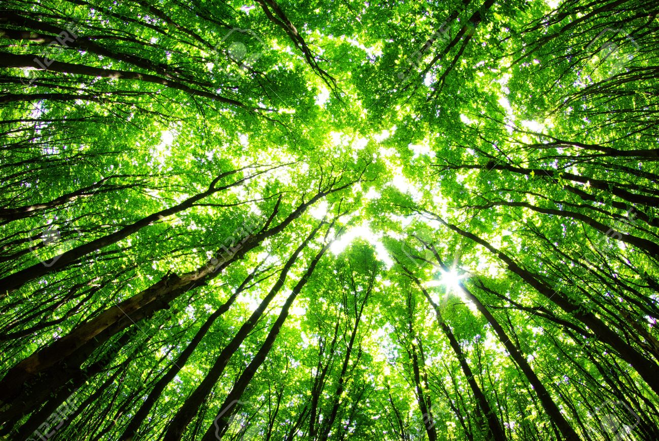 green forest background in a sunny day stock photo picture and background forest
