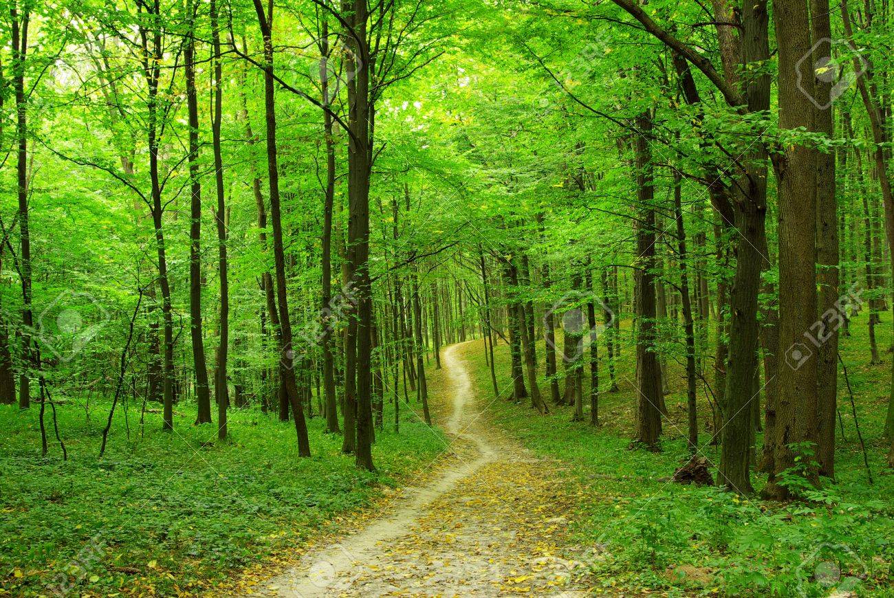 forest backround