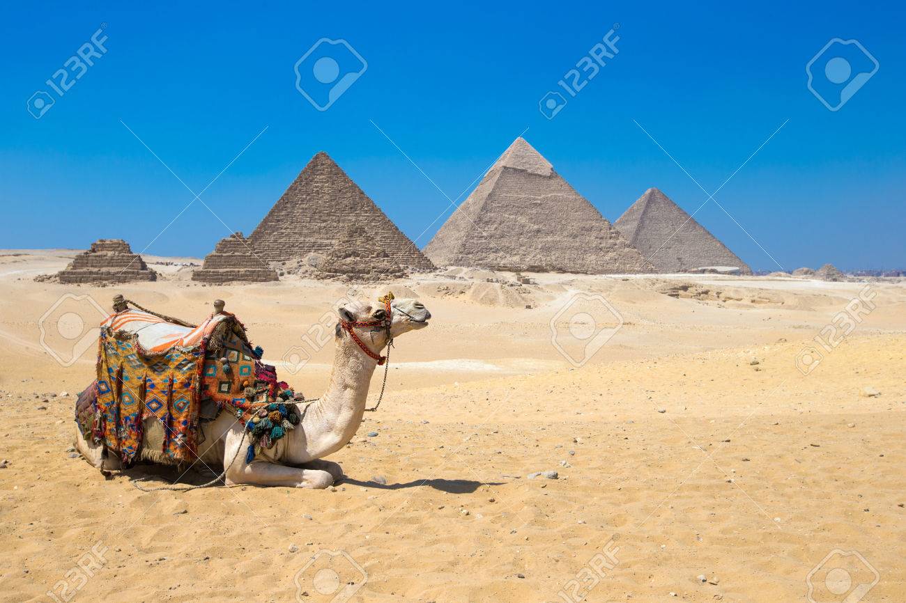 A colorfully saddled camel waits for its owner in front of the pyramids with a beautiful sky of Giza in Cairo, Egypt - 43593948 A colorfully saddled camel waits for its owner in front of the pyramids with a beautiful sky of Giza in Cairo, Egypt - 43593948