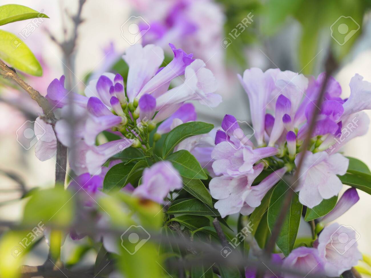 Garlic Vine Purple Flower Magnoliophyta Is Magnoliopsida ,Mansoa Alliacea  Name, Light Purple Flowers The Base Of The Petals Are Slightly Connected  Together. The Flower Shape Is A Cone Shaped Mouth Or A