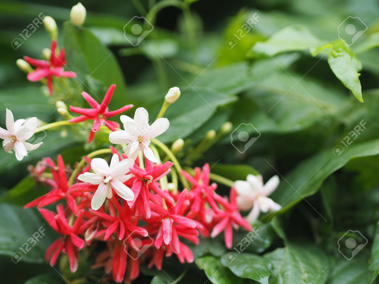 ラングーンクリーパー鉢植え 【公式通販】