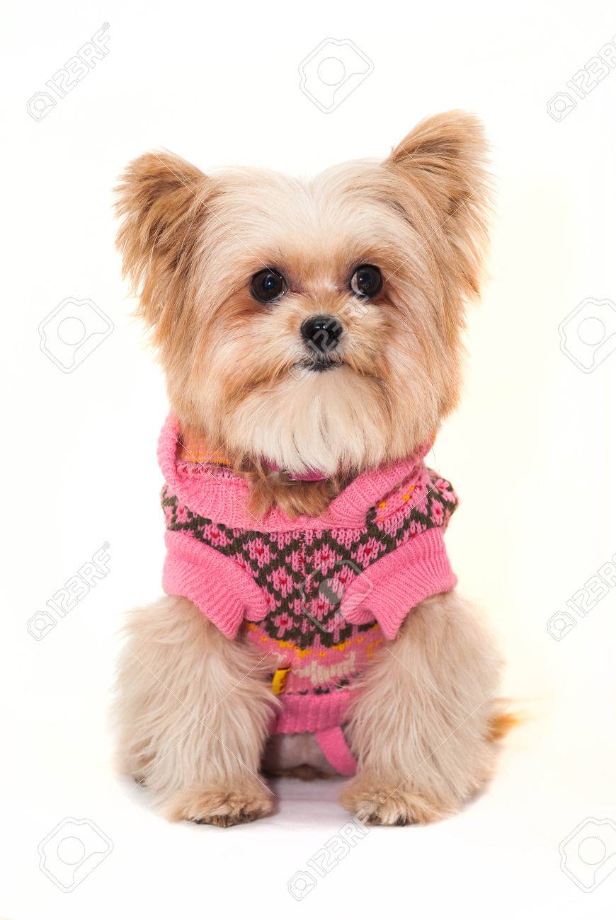 Joli Chien De Race Mélangée à La Mode Hiver Manteau Isolé Dans Un Fond Blanc