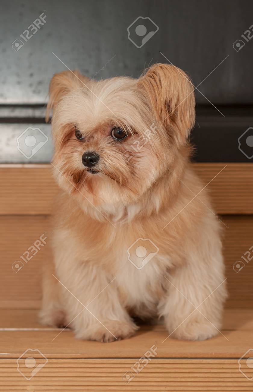 ドアの前で待機しているアクティブなかわいいミックス犬 の写真素材 画像素材 Image