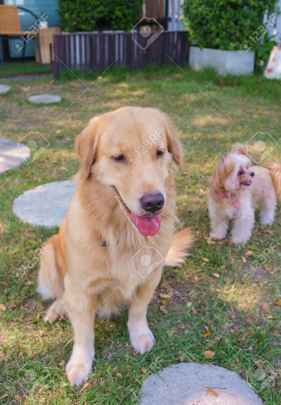 かわいいゴールデンレトリバーと小さい混合された品種犬は犬公園で遊んで の写真素材 画像素材 Image