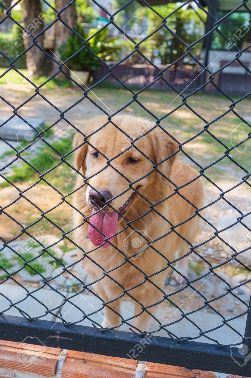 retriever cage