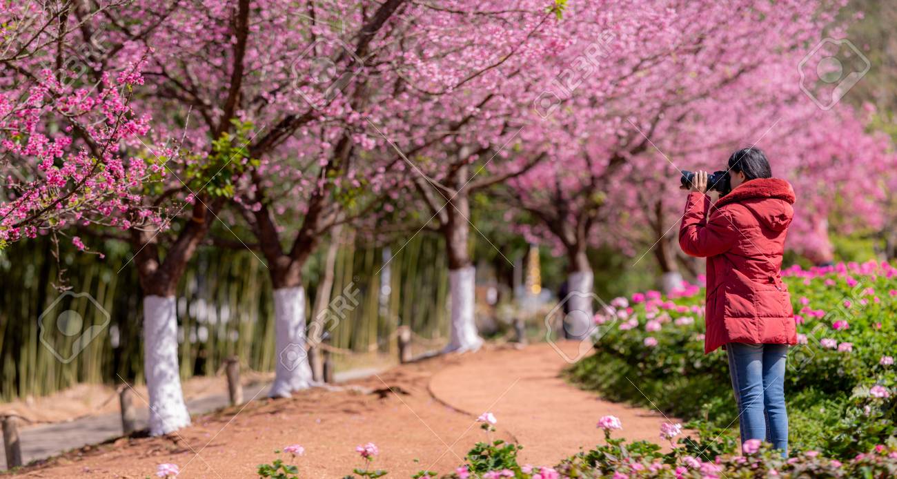 Www.cherry blossom asian asian
