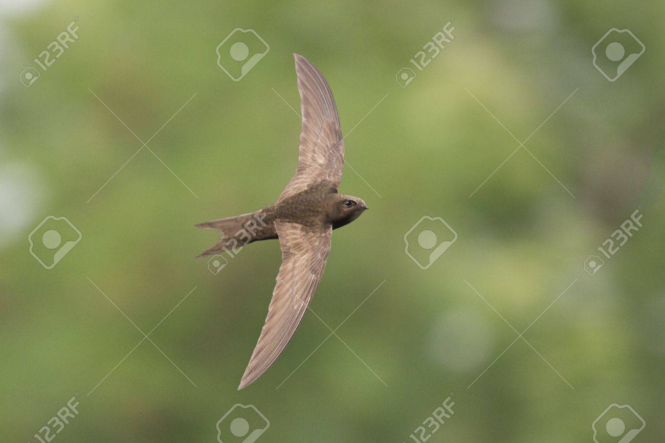 the fastest bird in the world in flight with a green background.apus - 53613388 the fastest bird in the world in flight with a green background.apus - 53613388