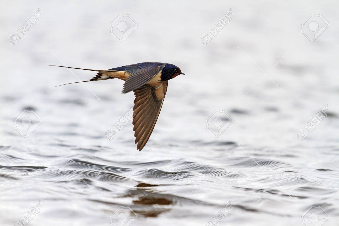 Swallow with open wings in flight over the water, the spring migration of birds, Action - 53619637 Swallow with open wings in flight over the water, the spring migration of birds, Action - 53619637