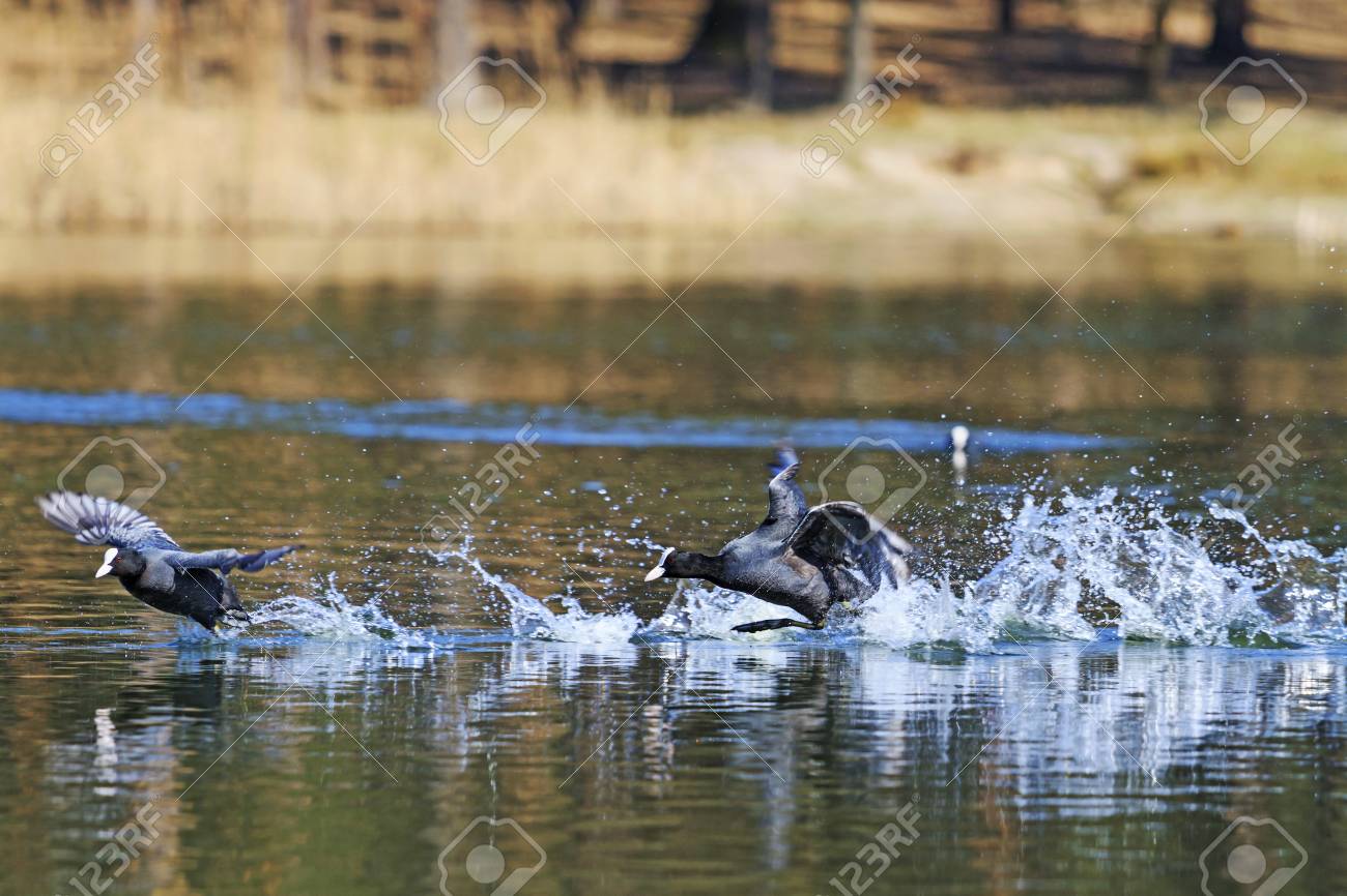 Canada Goose Todos aman Canada Goose Todos aman