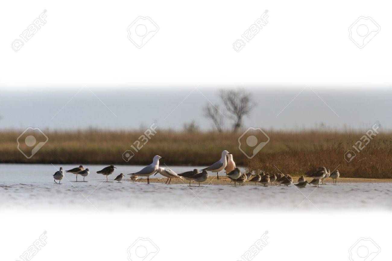 白 春 秋 水 風景に分離された渡り鳥の群れ の写真素材 画像素材 Image