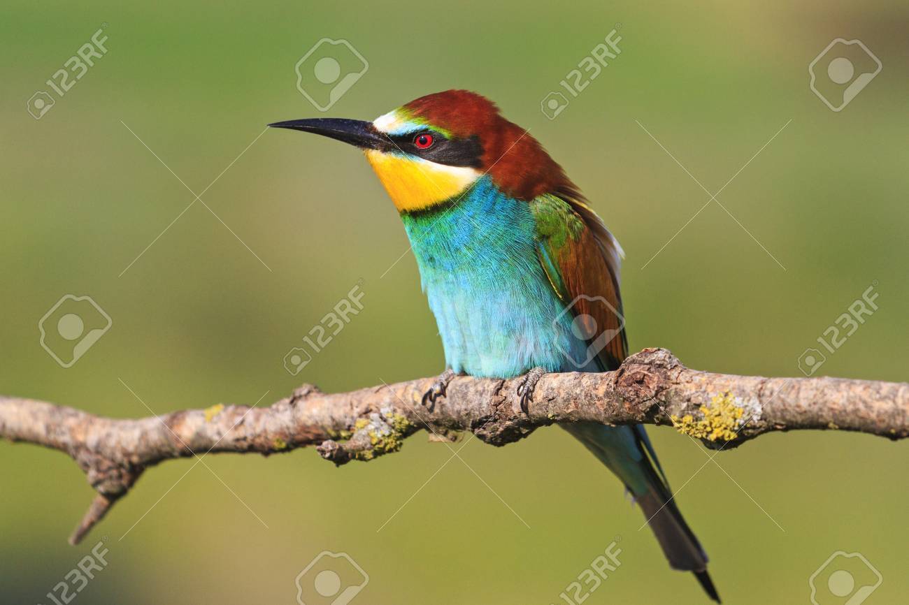 カラフルな羽 ヨーロッパハチクイ Merops Apiaster の美しい鳥 の写真素材 画像素材 Image カラフルな羽 ヨーロッパハチクイ Merops Apiaster の美しい鳥 の写真素材 画像素材 Image