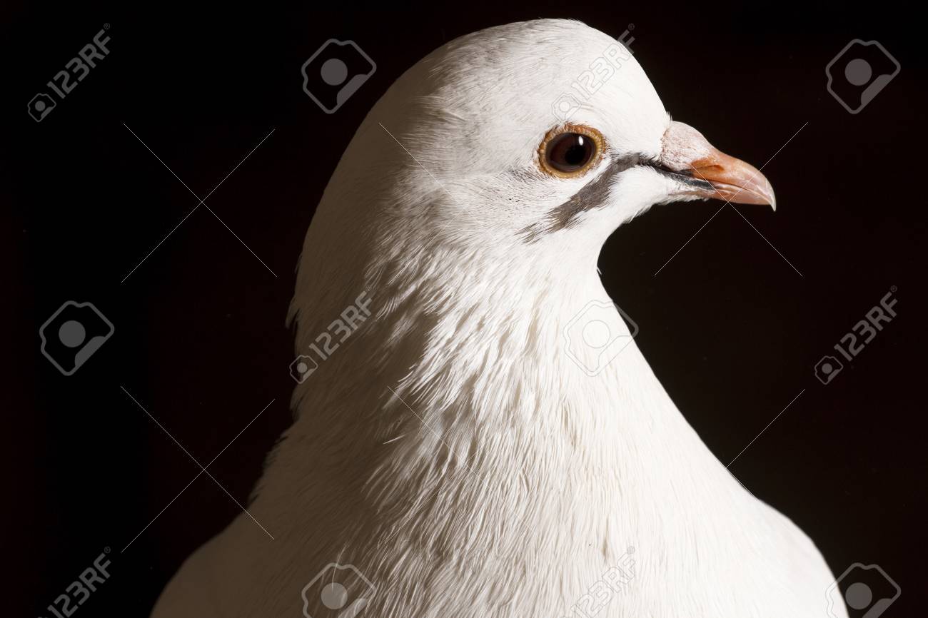 Pombo foto de stock. Imagem de branco, pena, beleza, pombo - 14491924