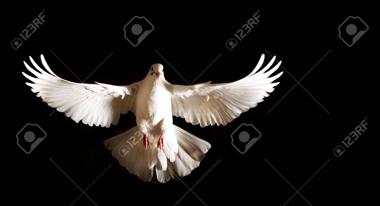 white dove with open wings flies on a black background,postal dove, symbol of peace, isolated object - 68918356 white dove with open wings flies on a black background,postal dove, symbol of peace, isolated object - 68918356