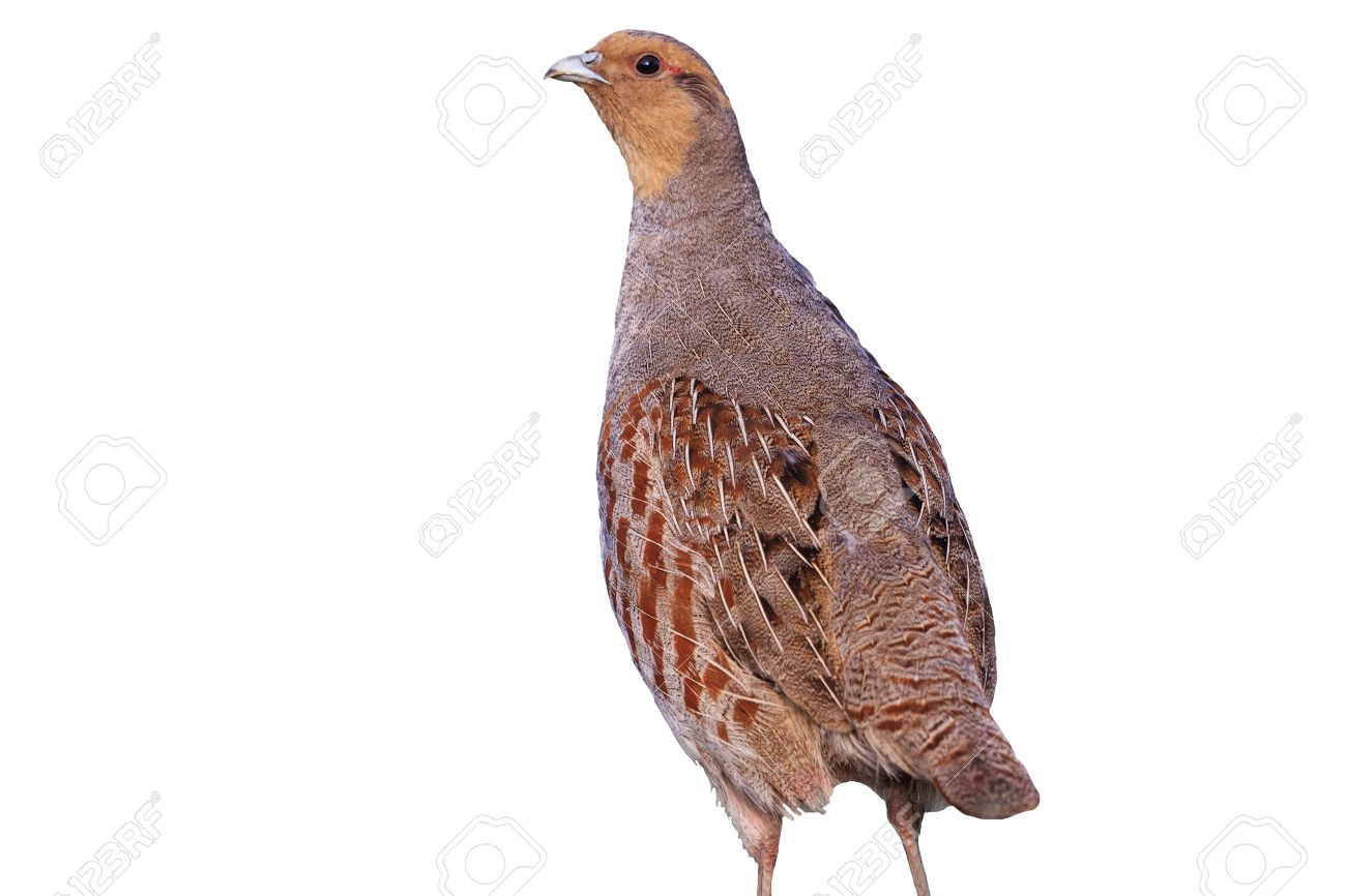 Gray Partridge Isolated On A White Background Bird Hunting Trophy Wild Bird Stock Photo Picture And Royalty Free Image Image Gray Partridge Isolated On A White Background Bird Hunting Trophy Wild Bird Stock Photo Picture And Royalty Free Image Image