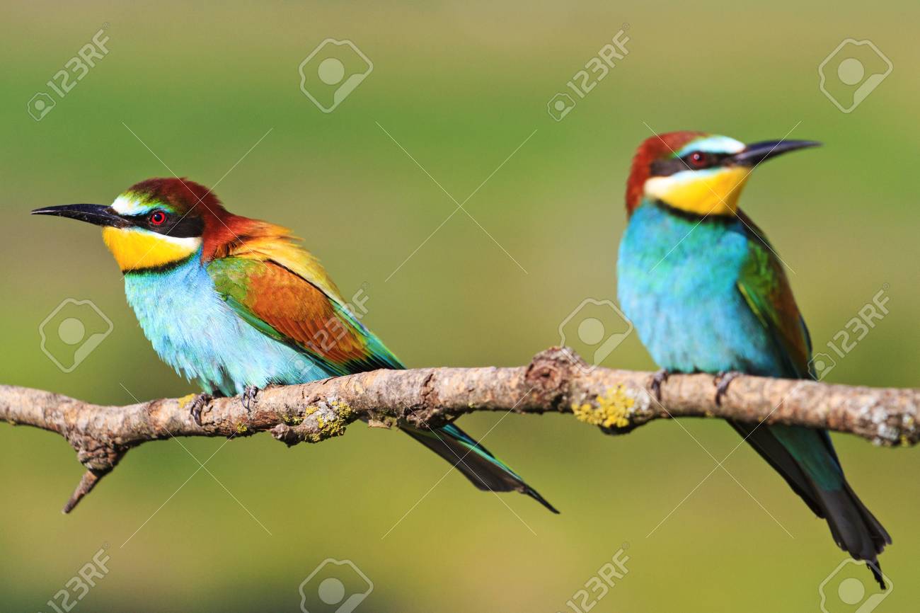 couple colored bird with beautiful feathers sitting on a branch,European bee-eater - 68930455 couple colored bird with beautiful feathers sitting on a branch,European bee-eater - 68930455