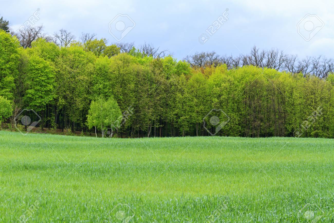 木 コンピューター 春 明るい色 風景のデスクトップ イメージの風景自然の目覚め の写真素材 画像素材 Image