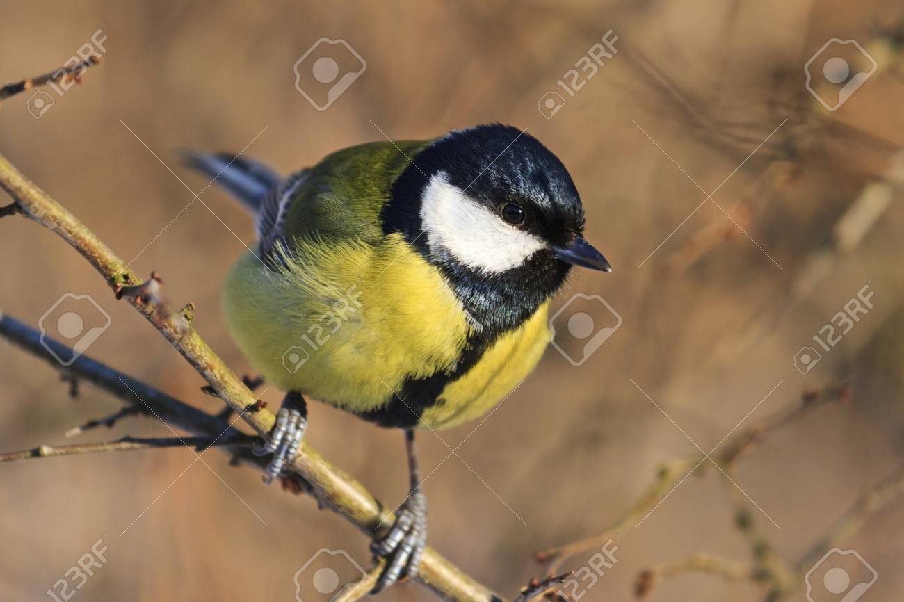 Oiseau Noir Jaune Assis Sur Une Branche Parmi Les Buissons Oiseau De La Forêt Couleurs Vives La Faune