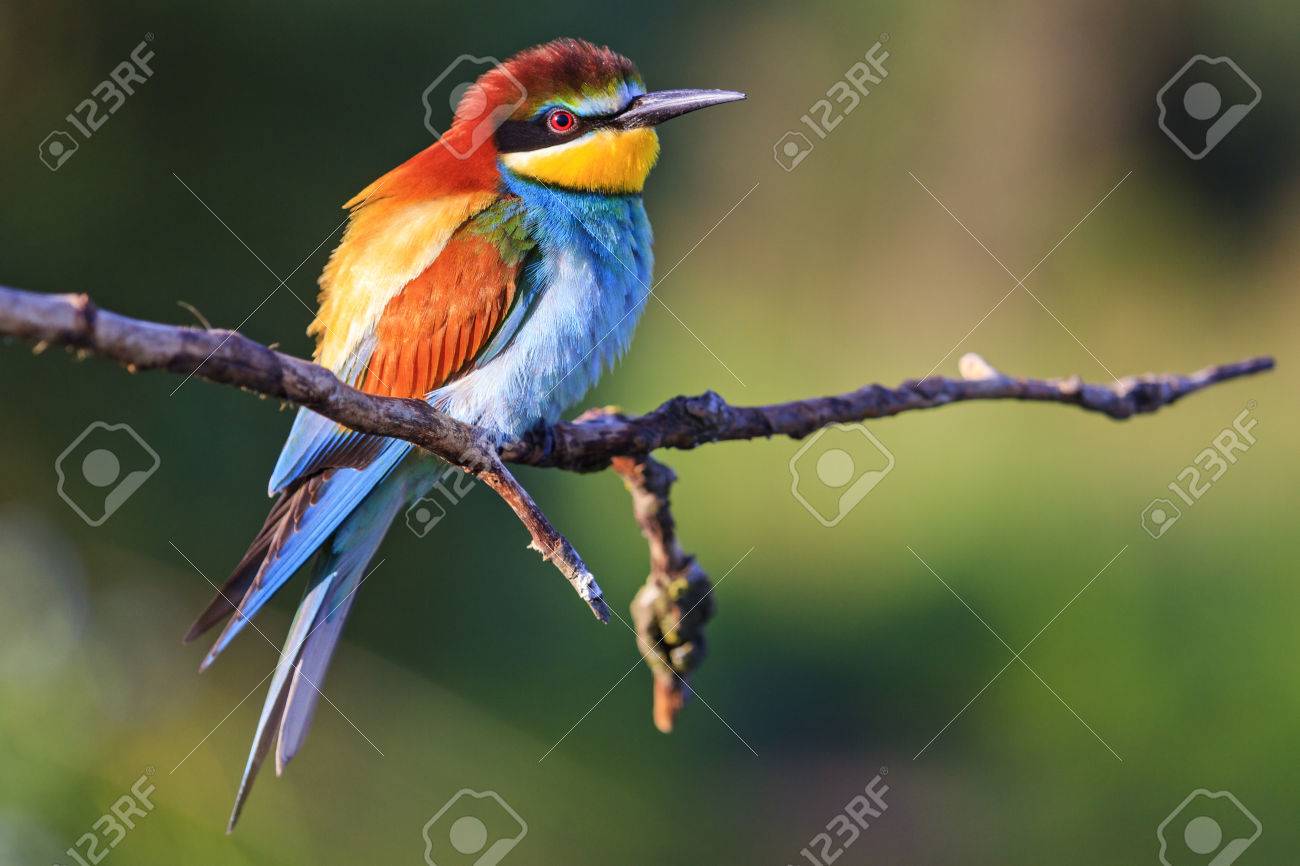 Schöner Vogel Mit Einer Vielzahl Von Farben, Bienenfresser, Schöne Farben,  Lacke Und Natürliche Schönheit, Der Standard Der Schönheit, Die Von Der  Natur Geschaffenen Farben Lizenzfreie Fotos, Bilder und Stock Fotografie.  Image 72494956.