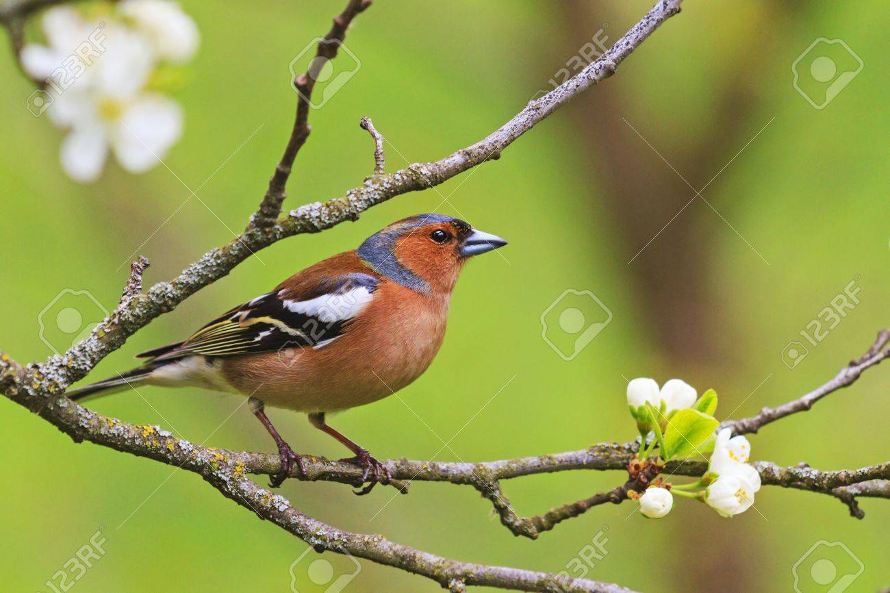 colored songbird sitting on a branch of flowers - 77031728 colored songbird sitting on a branch of flowers - 77031728
