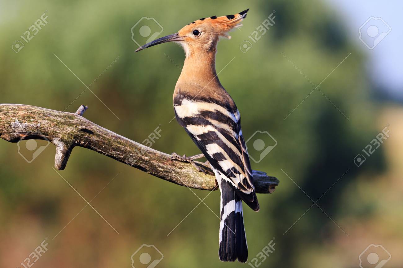 頭 野生動物にバタンと珍しい鳥 の写真素材 画像素材 Image