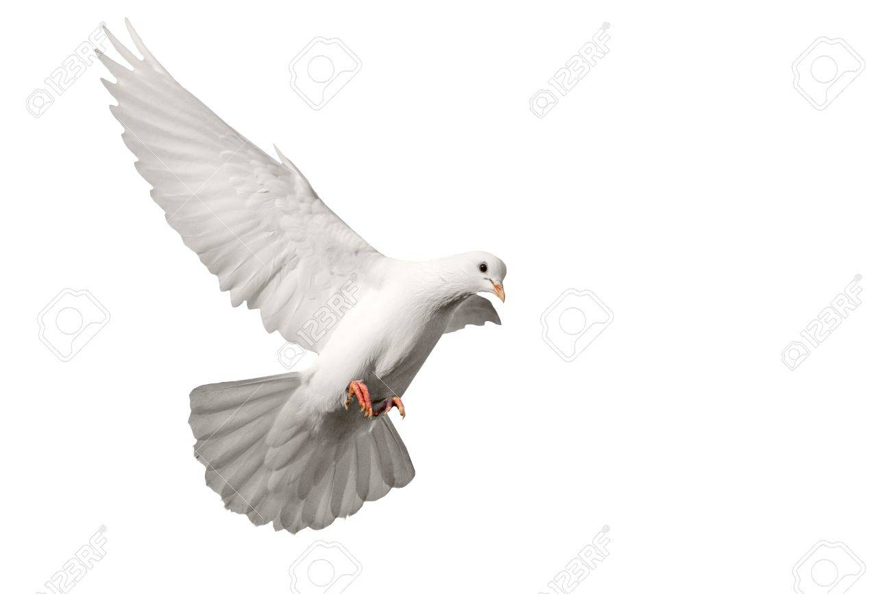 Pigeon Blanc Battant Isolé Sur Blanc Oiseau De Paix Symbolisme Religieux