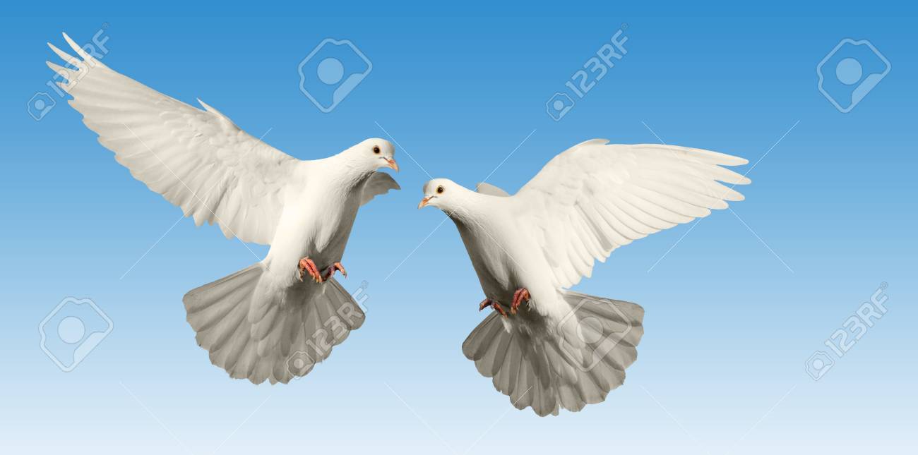 Amitié Et Miséricorde Sous La Forme De Pigeons Blancs Oiseau De Paix Symbolisme Religieux