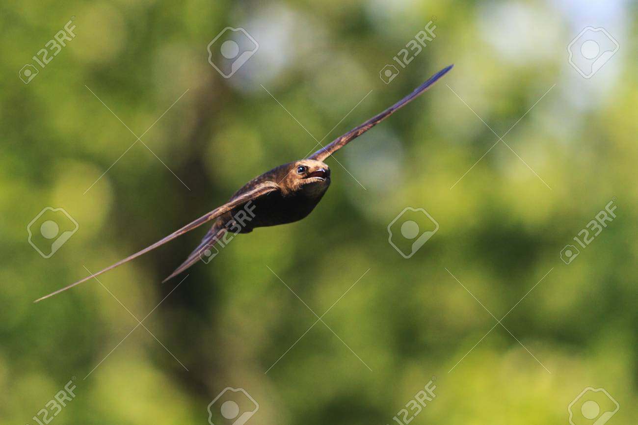 세계에서 가장 빠른 새, 조류, 야생 생물 및 계절 변화 로열티 무료 사진, 그림, 이미지 그리고 스톡포토그래피. Image  98553470