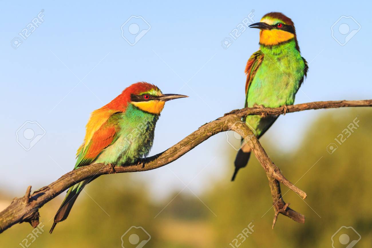 Beautiful Birds In The Morning Rays, Wild Nature Stock Photo ...