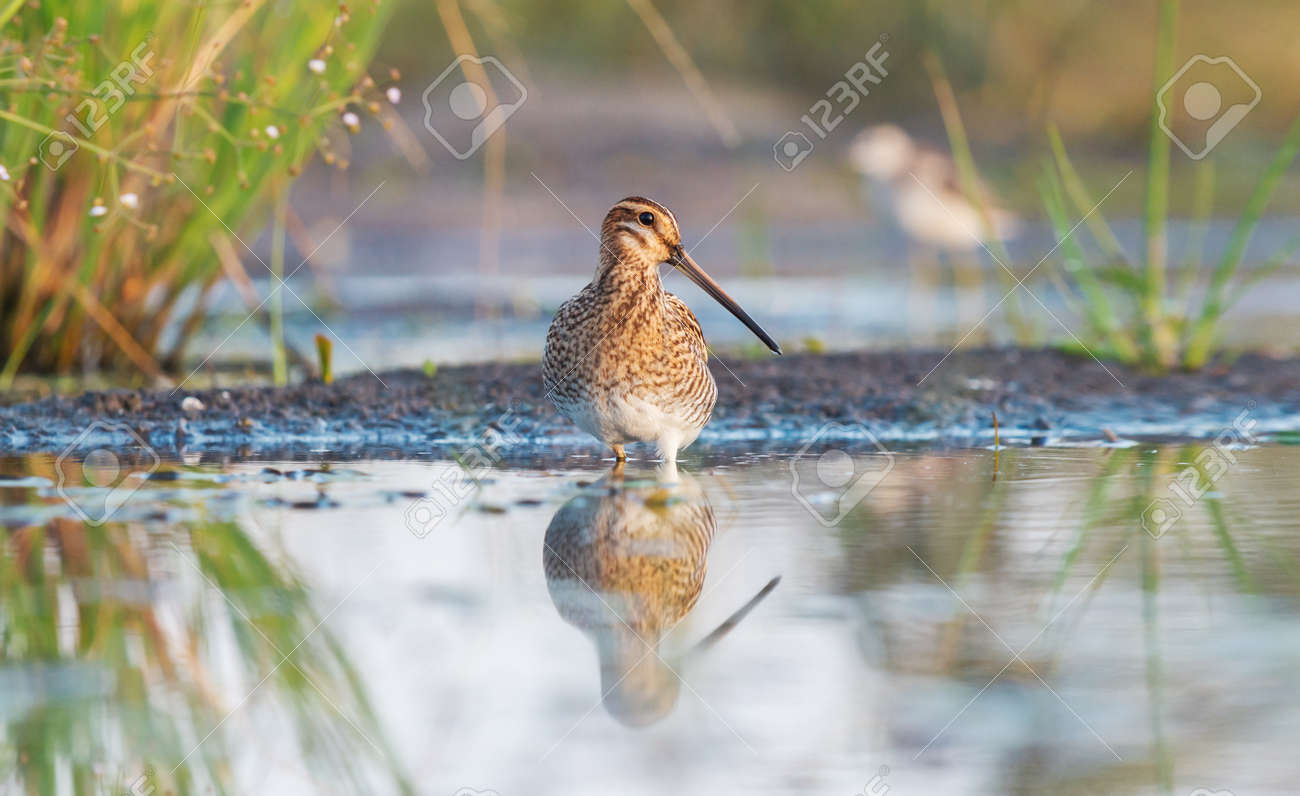 snipe stands proudly in the water in shallow water - 166245683 snipe stands proudly in the water in shallow water - 166245683