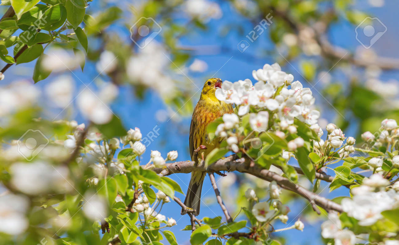 yellow bird among blooming flowers on a tree - 166390794 yellow bird among blooming flowers on a tree - 166390794