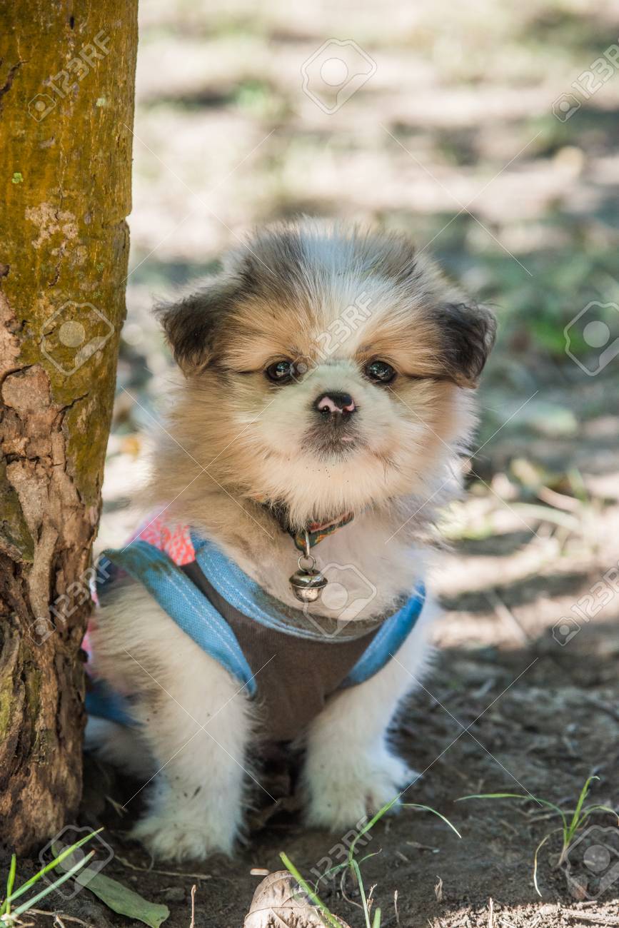 etiam-dictum-ipsum-a-felis