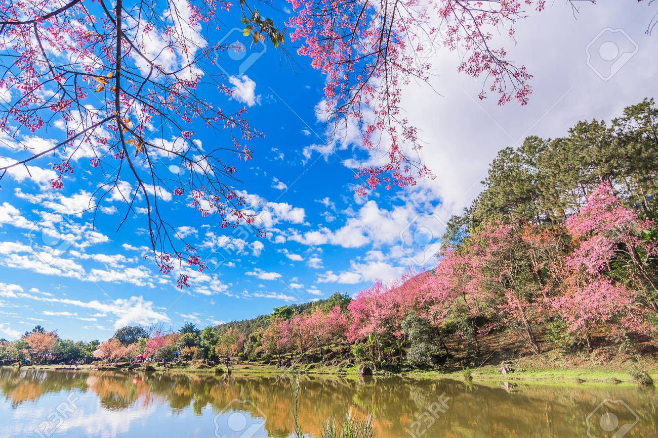 Paysage De Fleur De Cerisier Ou Fleur De Sakura Au Lac À Chiang Mai, En Thaïlande. Banque D'Images et Photos Libres De Droits. Image 71797254