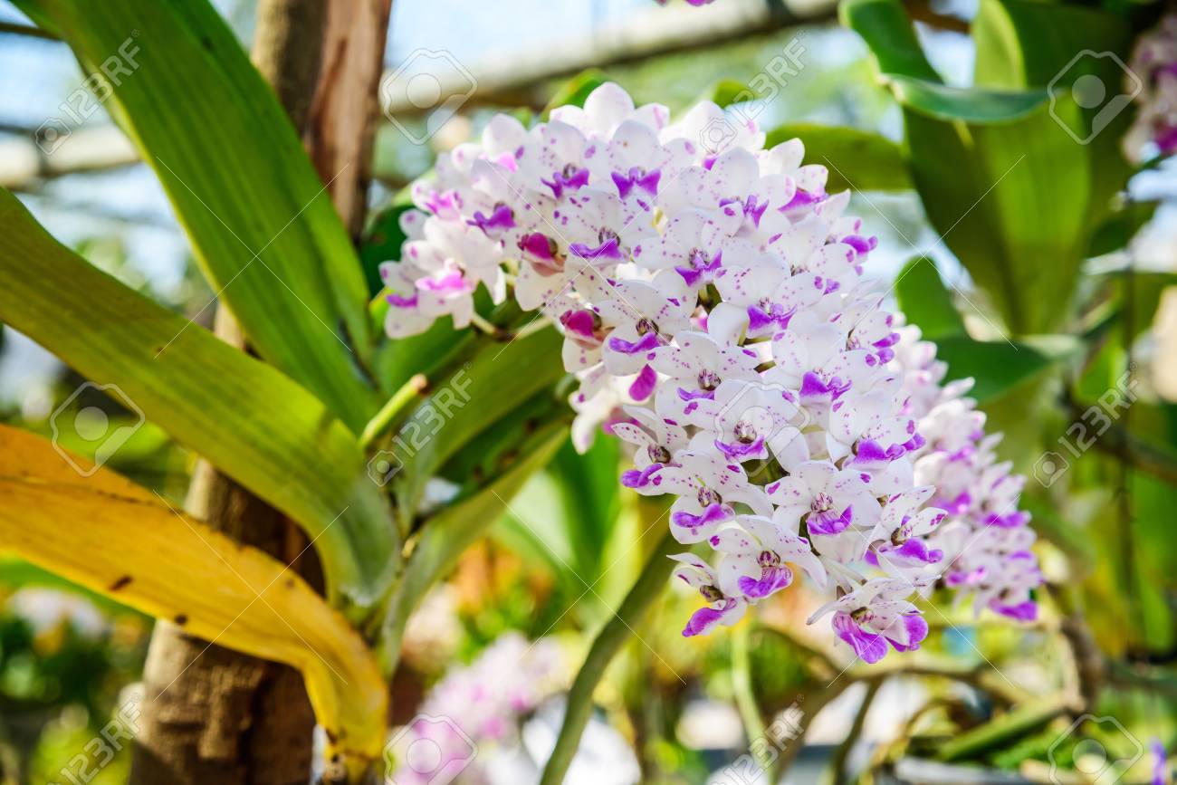 Orquídeas Blancas Y Moradas, Orquídeas Blancas Y Violetas, Hermosas Flores  De Orquídeas. Fotos, Retratos, Imágenes Y Fotografía De Archivo Libres De  Derecho. Image 71802389.