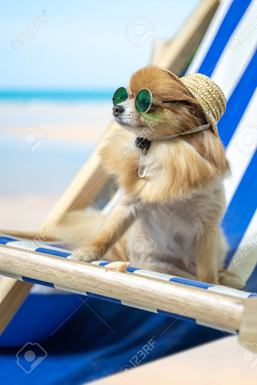 dog beach hat