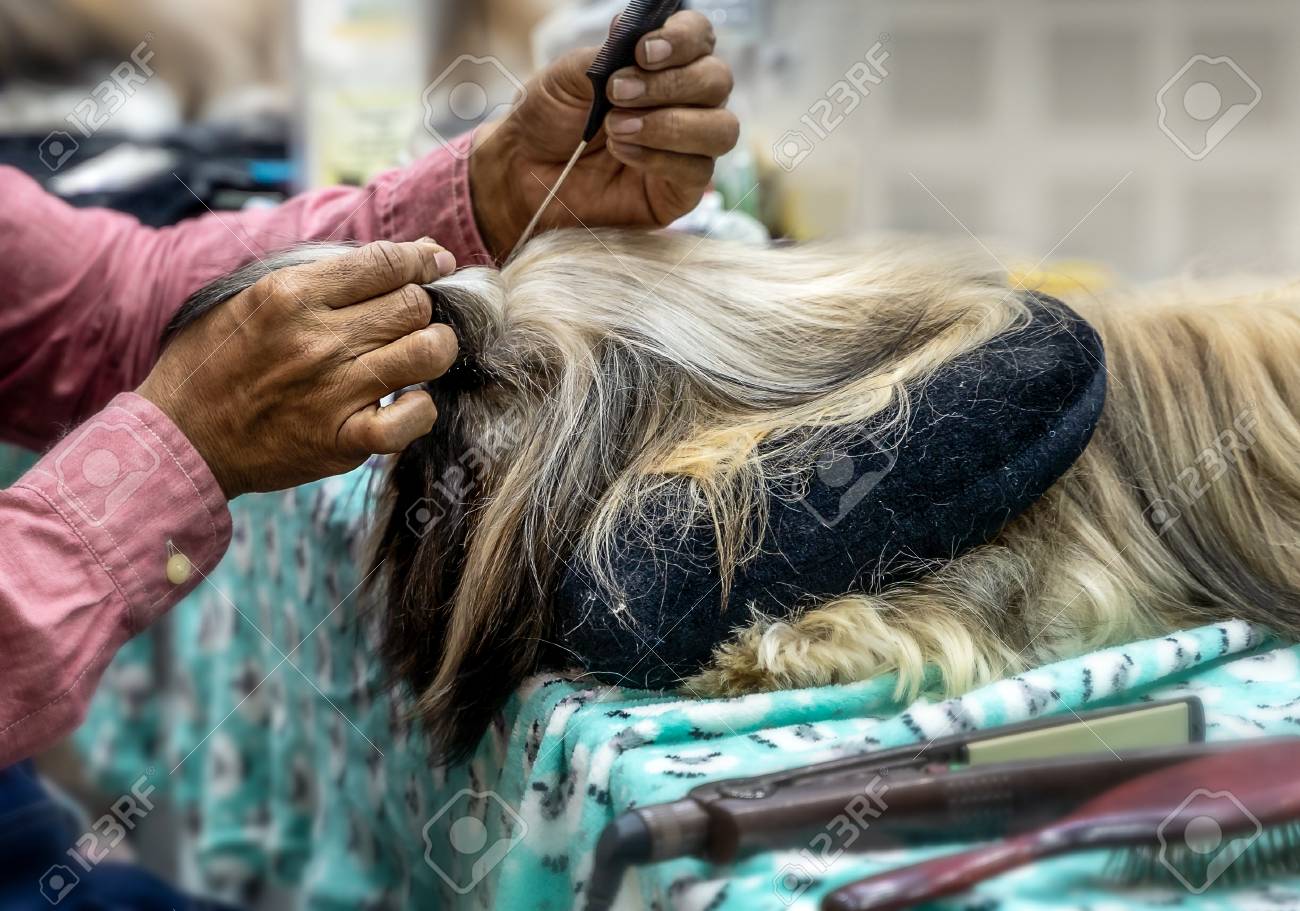 Dog Haircut Man Master Grooming Dogs In A Salon