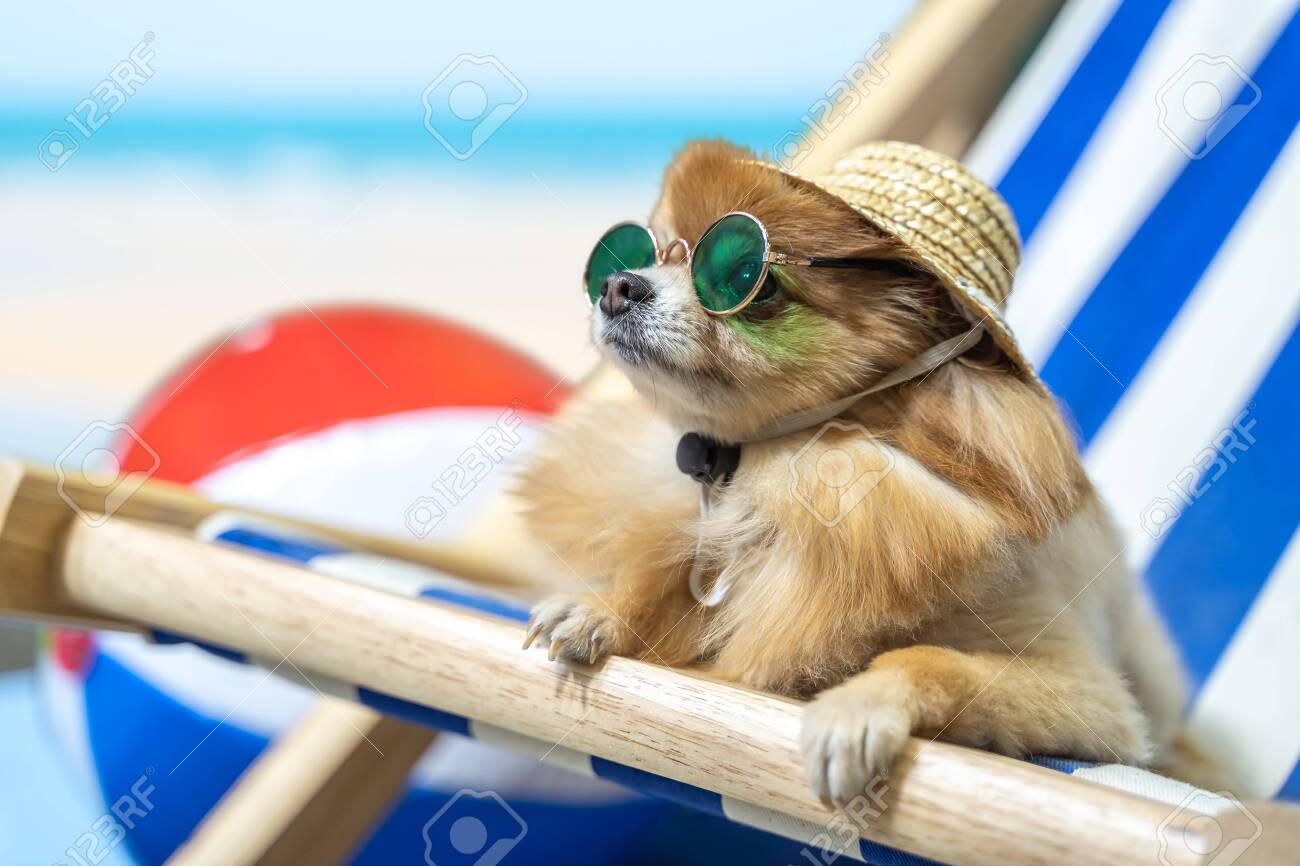 chihuahua hats and sunglasses